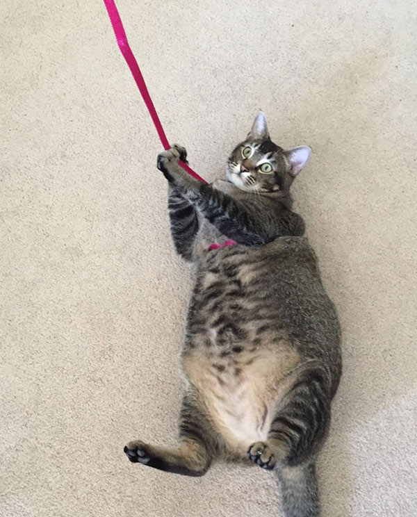 Attempting to take my very fat cat for a walk