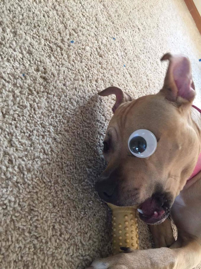 My friend adopted a pup that was missing an eye, he didn't want him to be self conscious about it...
