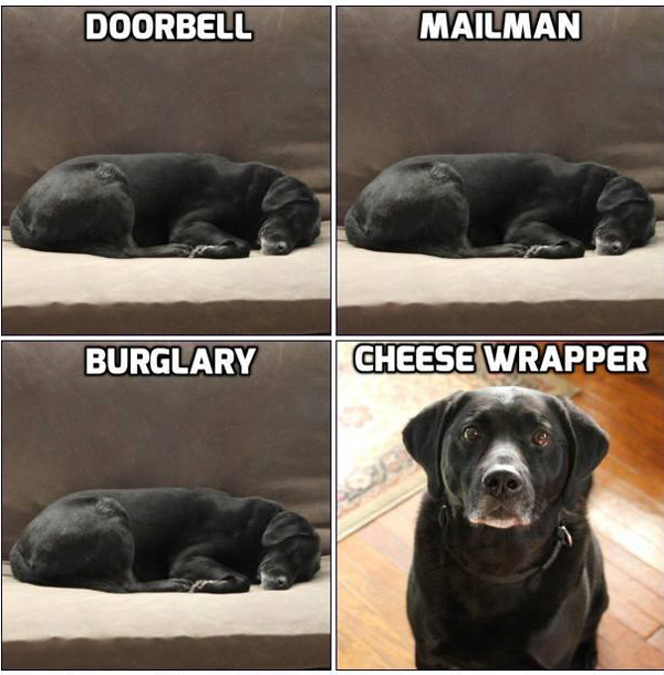 Pretty well sums up the security my dog provides