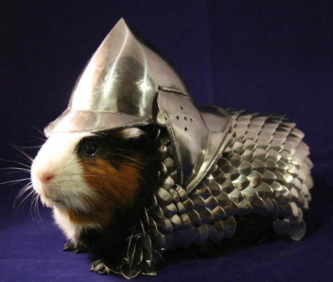 Ready for battle, M'Lord