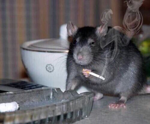 Ratatouille I haven't heard that name in years