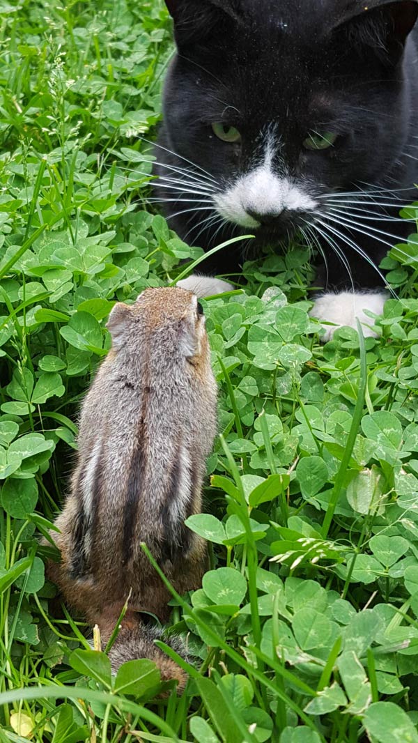 Epic stare off between my cat and a wild Chipmunk