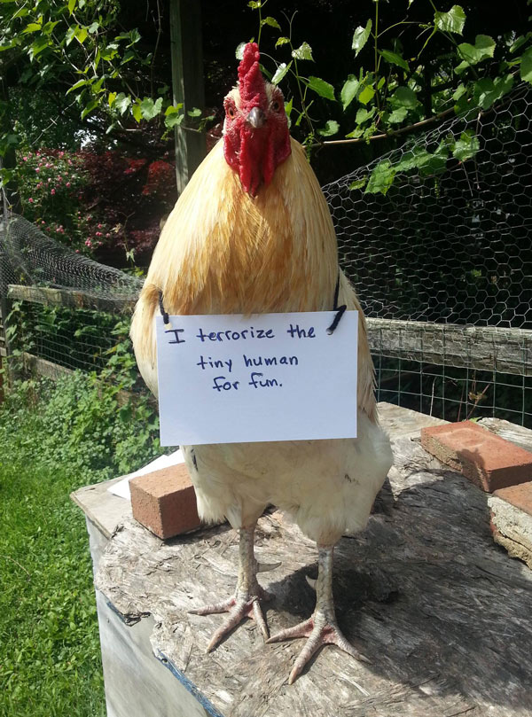 I figured I'd try my hand at chicken shaming