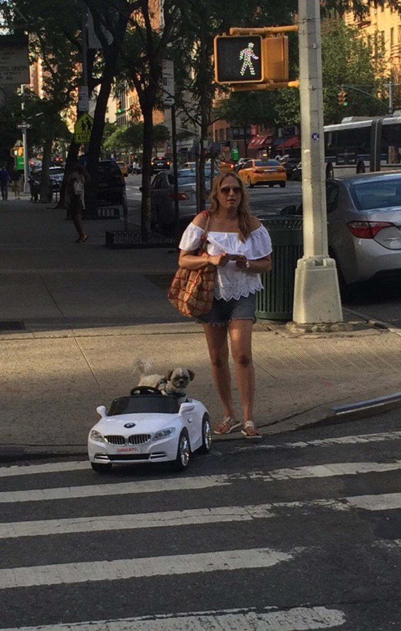Seen on the Upper East Side: a lady driving her dog around in a radio-controlled BMW