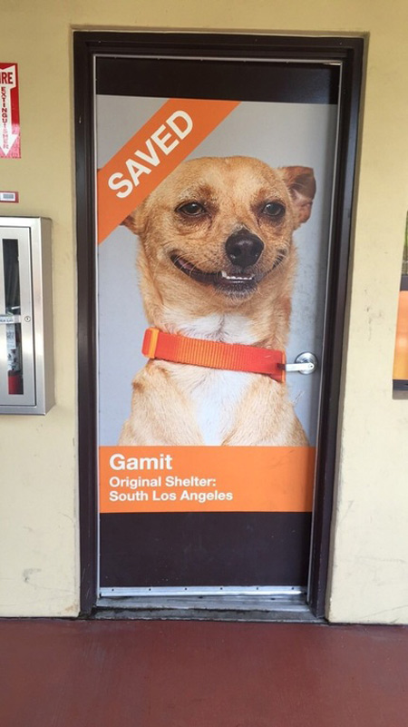 My local dog shelter chose this dog for their poster