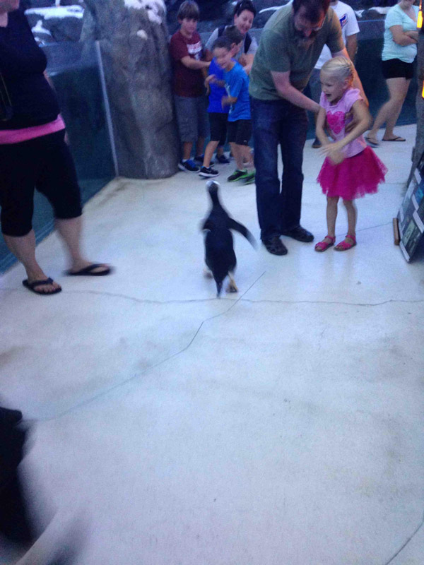 One of the penguins escaped while I was at the zoo..