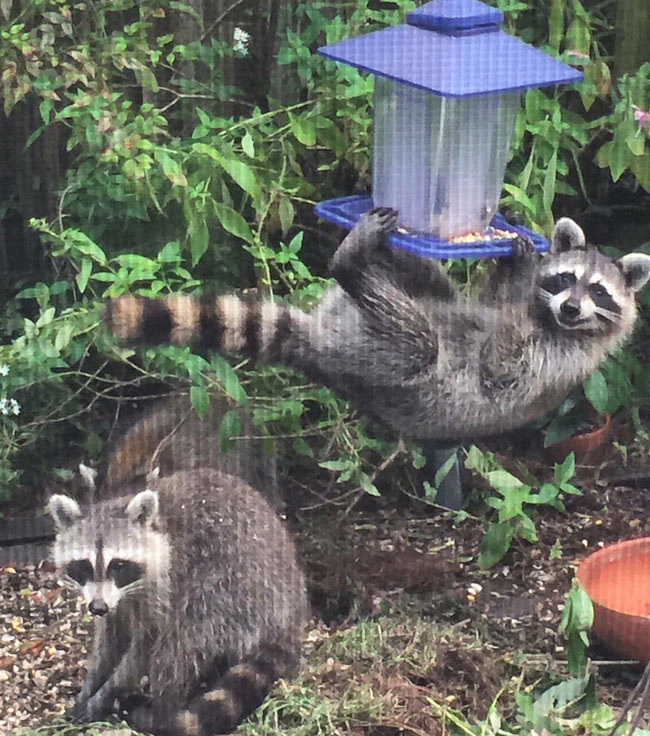 My Grandma sent me this photo of these raccoons eating her bird feed...