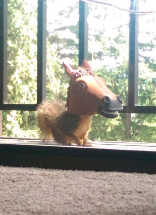 Co-worker finally captured a pic of a squirrel using his new 'horse head' feeder...