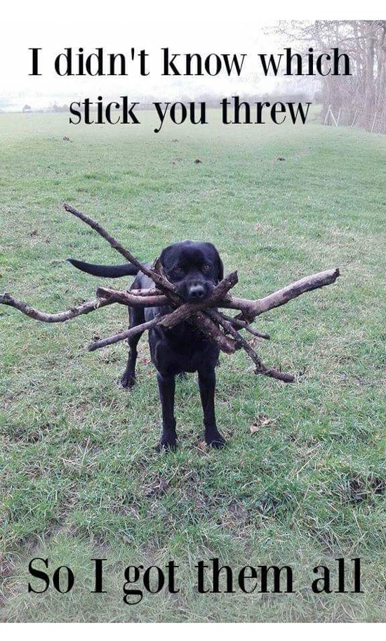 Now..which stick did you throw again?