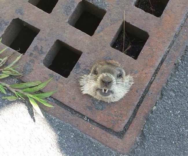 How much wood could a woodchuck chuck if the woodchuck wasn't stuck in a storm drain?