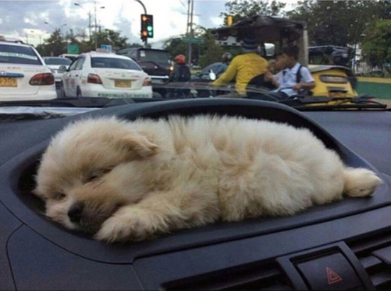 Dashboard pup holder