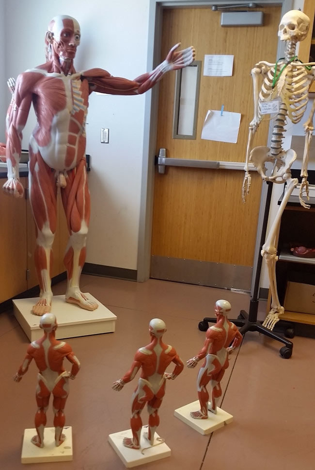 I teach anatomy. Walked into the lab today and saw this
