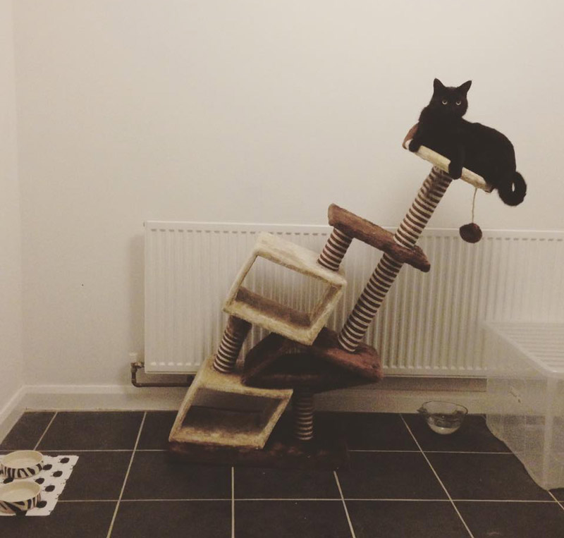 Never buy a cat tree from Amazon