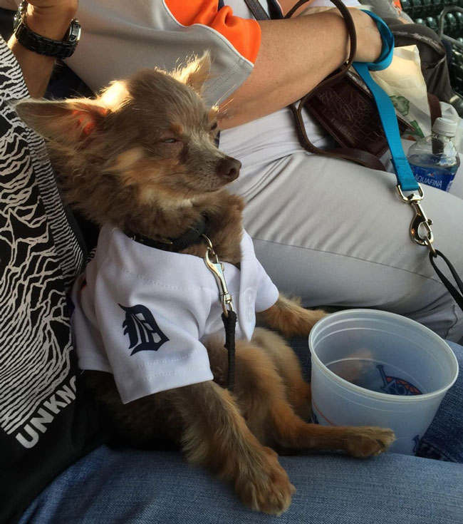 The Humane Society had an event where you could bring your dog to a baseball game. Here's Schmeagle looking less than impressed