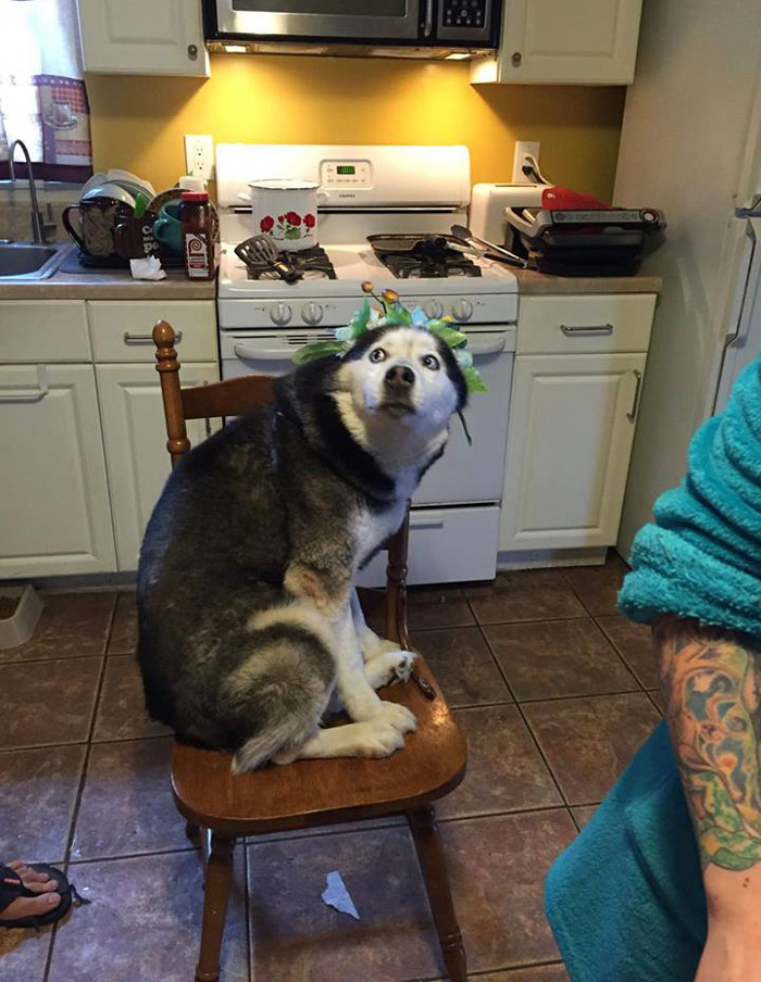 We put a flower headband thingy on our husky. He looked like he was tripping hard at EDC