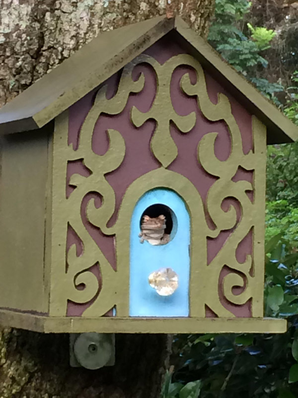 New tenant moved into the birdhouse this AM...