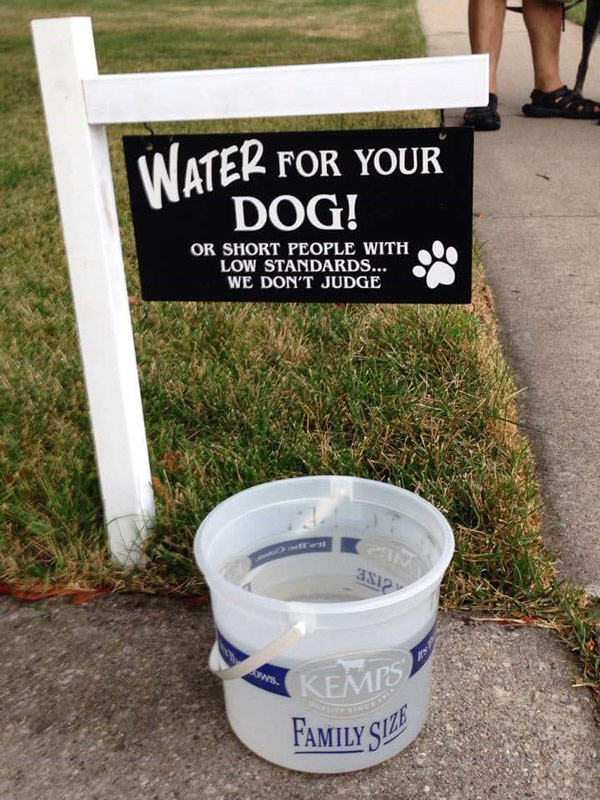 Water for your dog