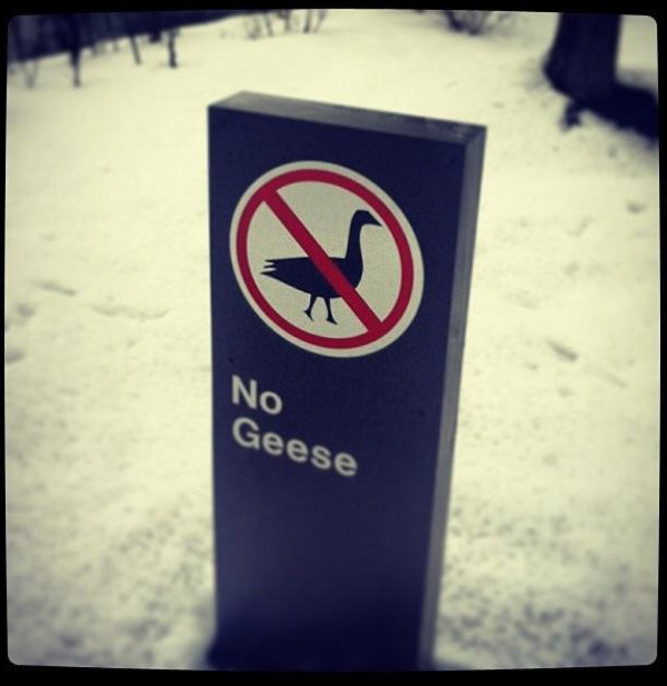 Am I supposed to chase away the geese, or do they read it and realize they are not supposed to be there?