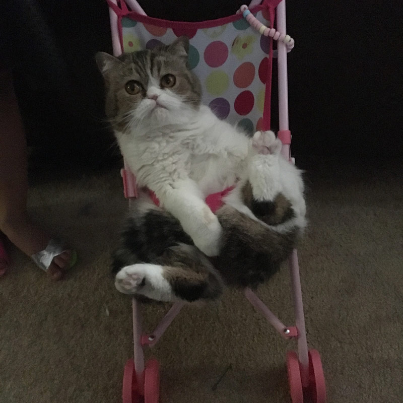 My daughter likes to push our cat around in a stroller. The cat allows it and sits like this. Yes, she's buckled in