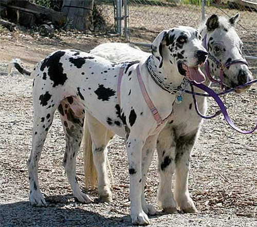 Great Dane and Pony: Best Friends
