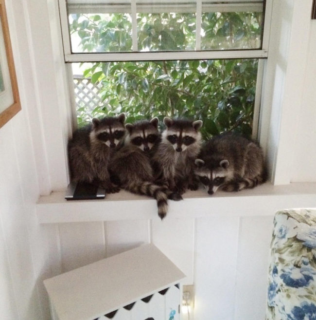 Girlfriend's mom accidentally locked these fellows in the sunroom. They do not seem stressed out