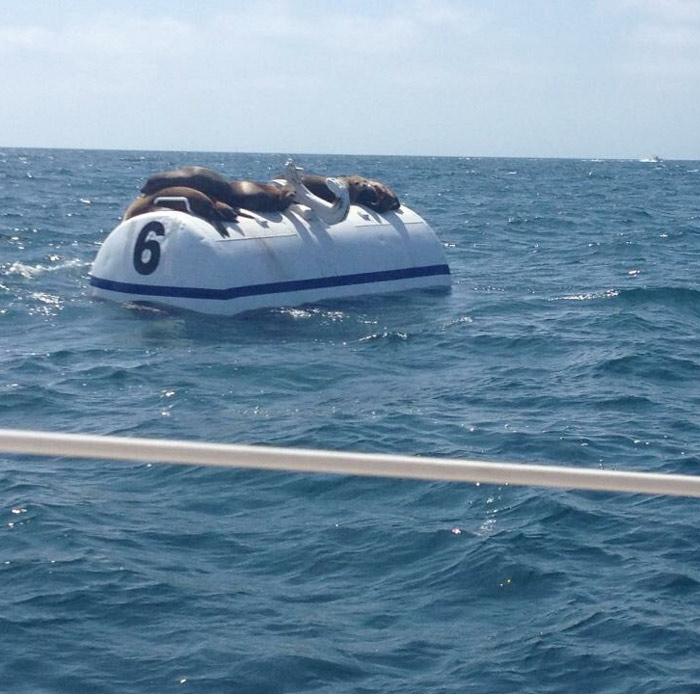 I was out sailing and found Seal Team 6