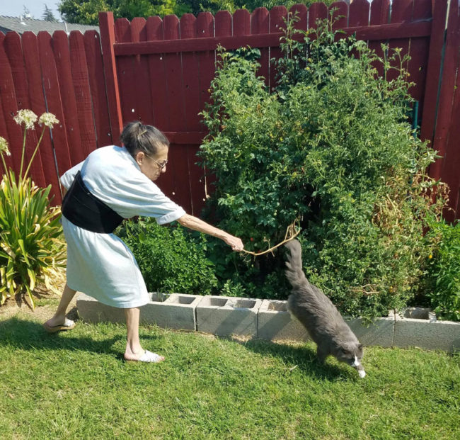 Caught the perfect shot of my mom trying to get the cat out of the tomato garden