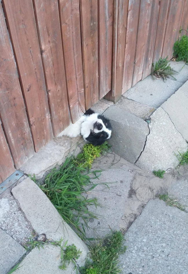 This is how my neighbours dog gets attention