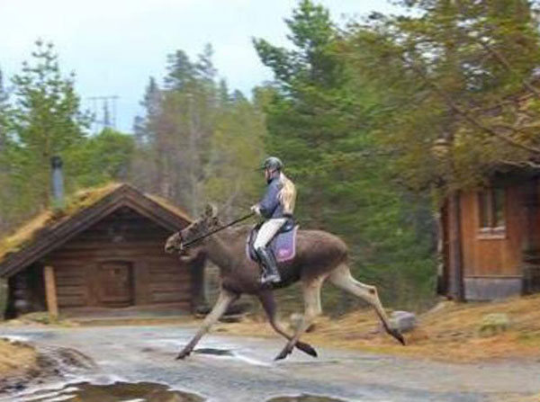 Meanwhile, in Norway
