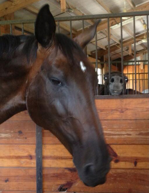 There's two types of horses in the stable