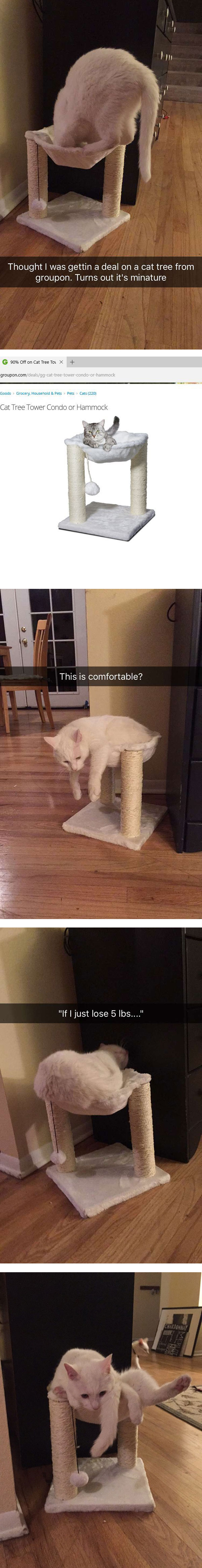 My cat tried his damnedest to fit in this deceivingly undersized cat tree from Groupon