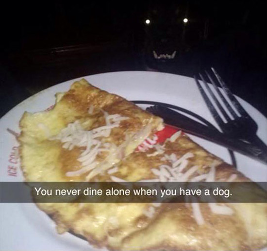 Maybe your dog can do something about that unholy spawn of Satan watching your food