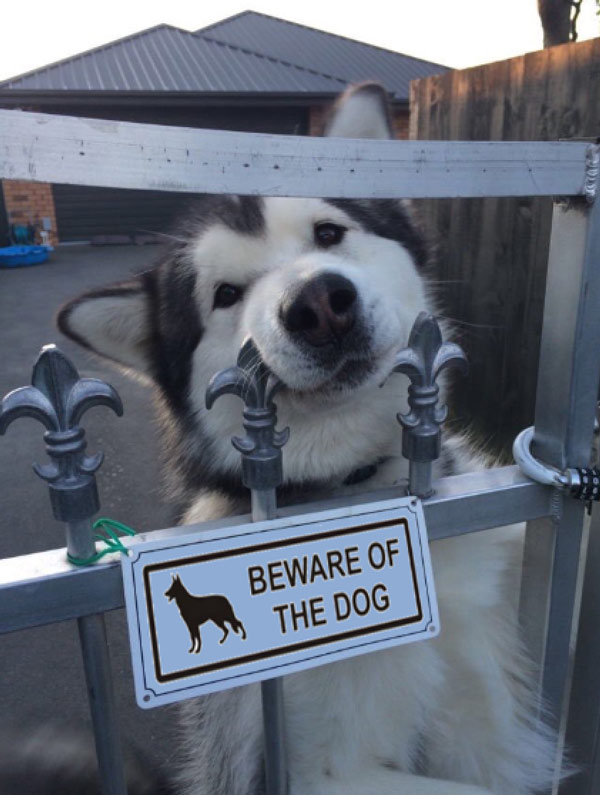 "Beware of the dog"