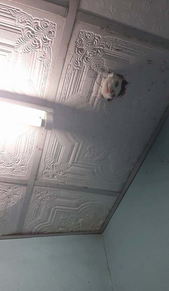 Ceiling cat just scared the hell out of me