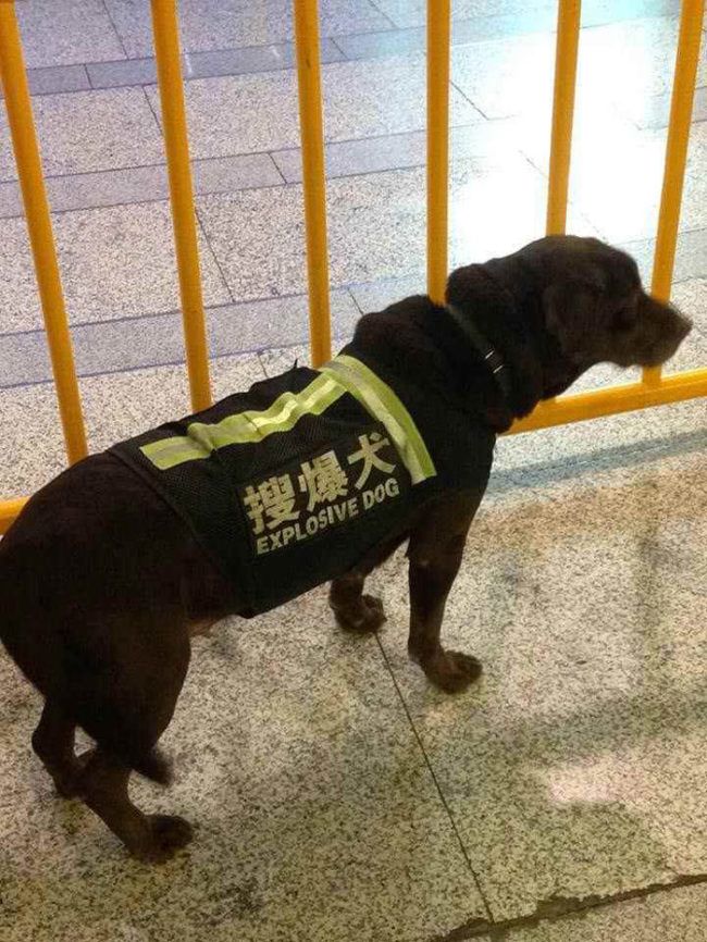 Dogs in Japan are dangerous