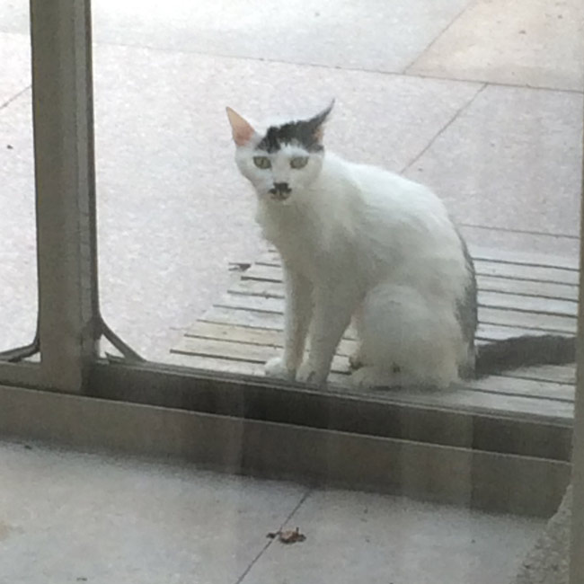 Meet my neighborhood cat which we named Kitler for obvious reasons