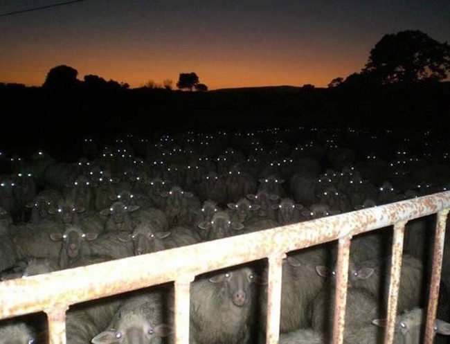 Try counting sheep, they said. It'll help you fall asleep, they said