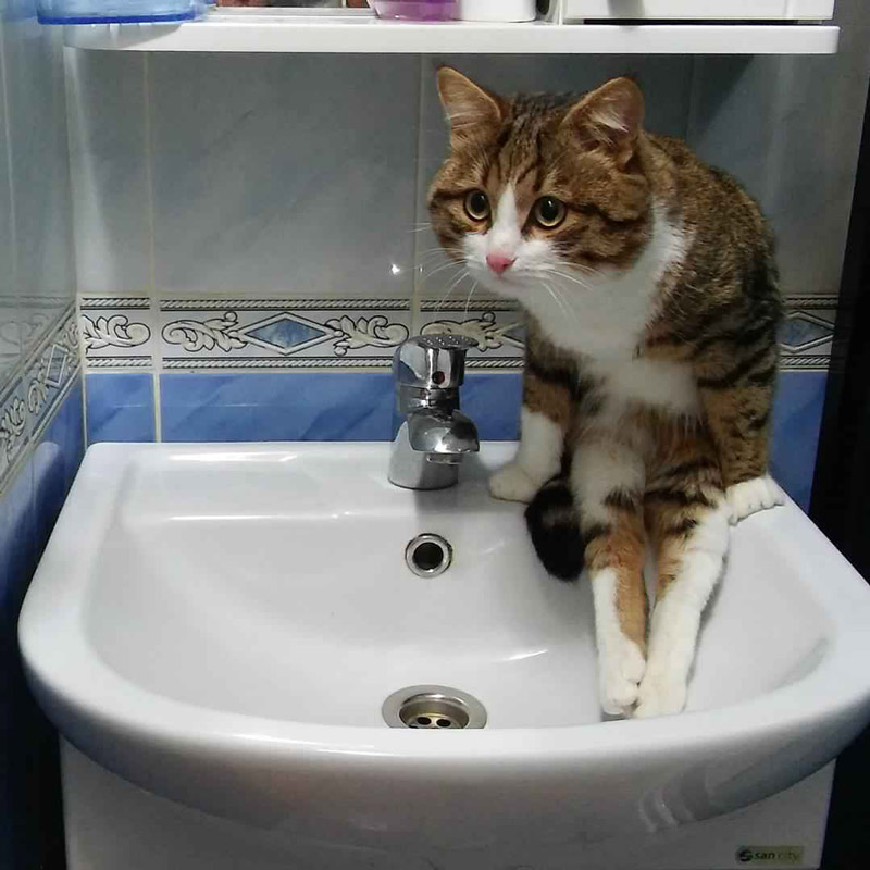 Human, can you turn on water please?
