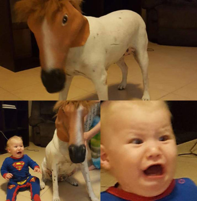 My cousin placed a horse mask on his dog, his son didn't see the humor in it