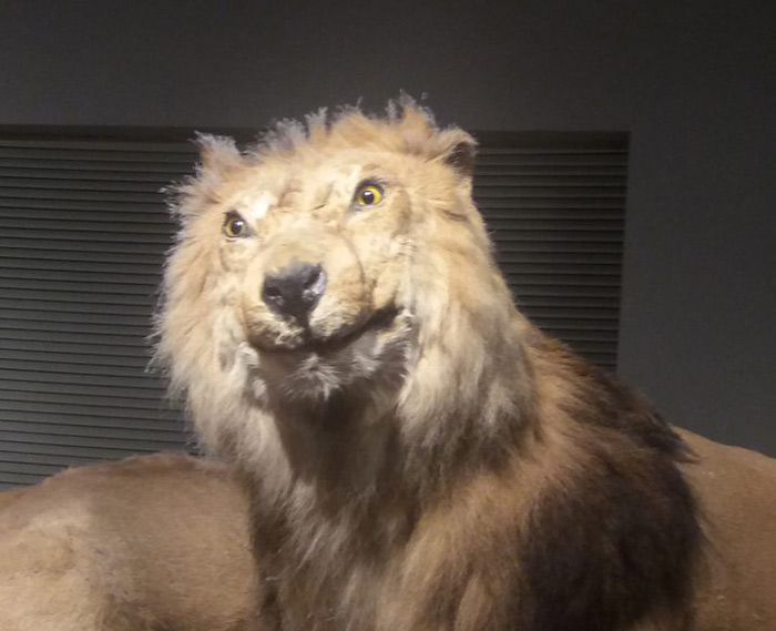 Found this poorly stuffed lion in a Chinese museum last week