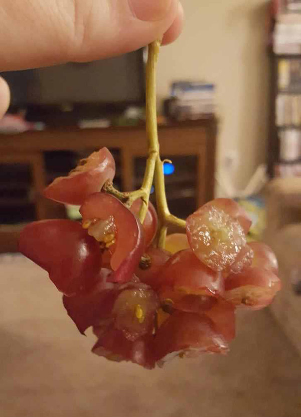 My kid said I gave her too many grapes. I said just eat half of em