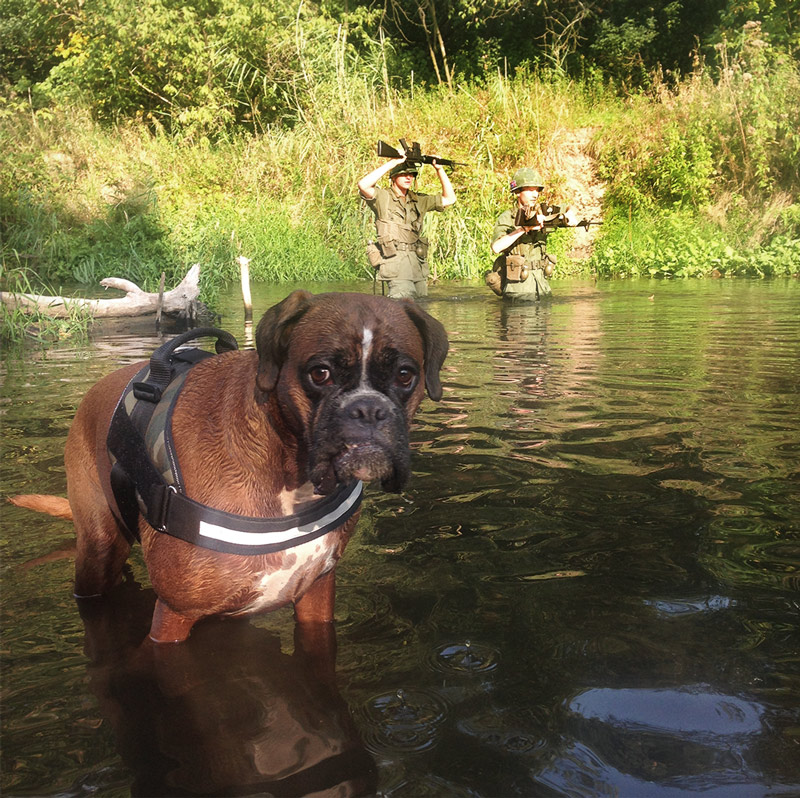 I took my boxer for a walk in Poland. Then Vietnam happened