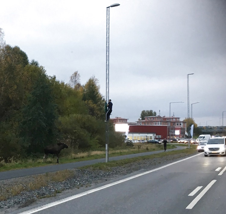 Man chased up a lightpost by an angry moose
