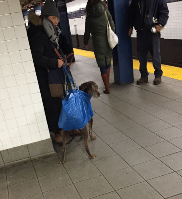 NYC MTA (subway) banned all dogs unless the owner carries them in a bag. I think this owner nailed it