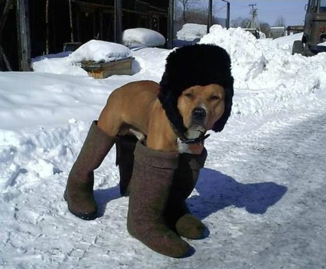 Please keep your dog warm this winter