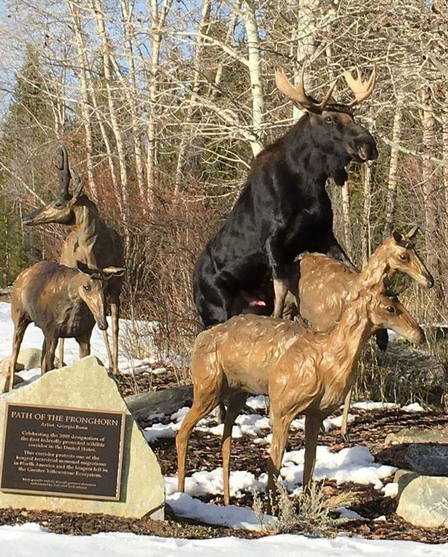 We finally know why moose populations are declining