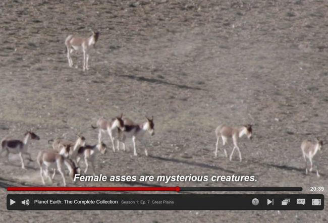 Was watching Planet Earth on Netflix when I came upon this gem