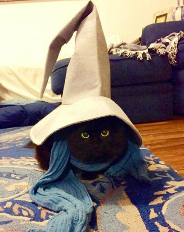 The magic cat with the hat