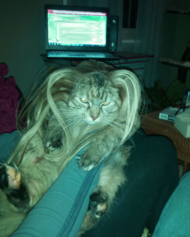 My girlfriend put hair extensions on her cat. Tinkerbell was not impressed