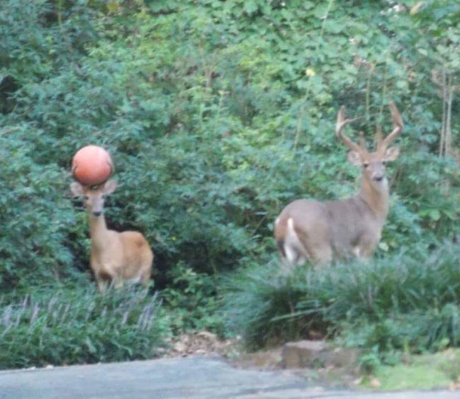 Bet you two bucks that deer can't play basketball